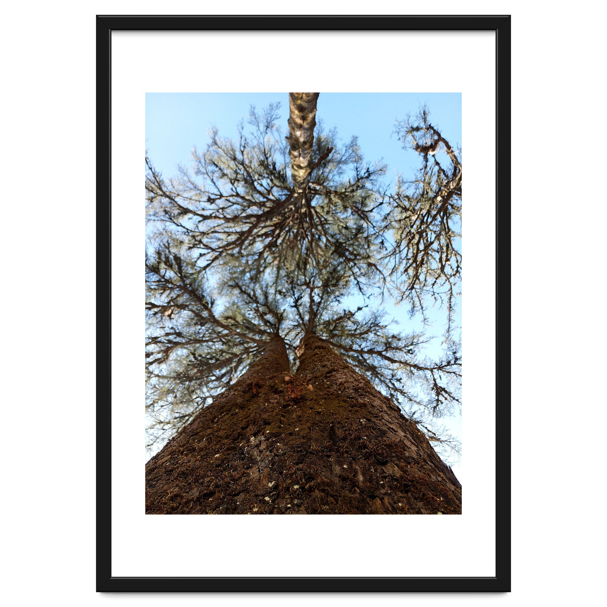 Ataraxia - Tree Series 2