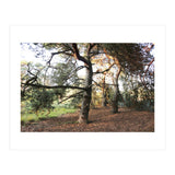 Pine Trees (Print Only) thumbnail