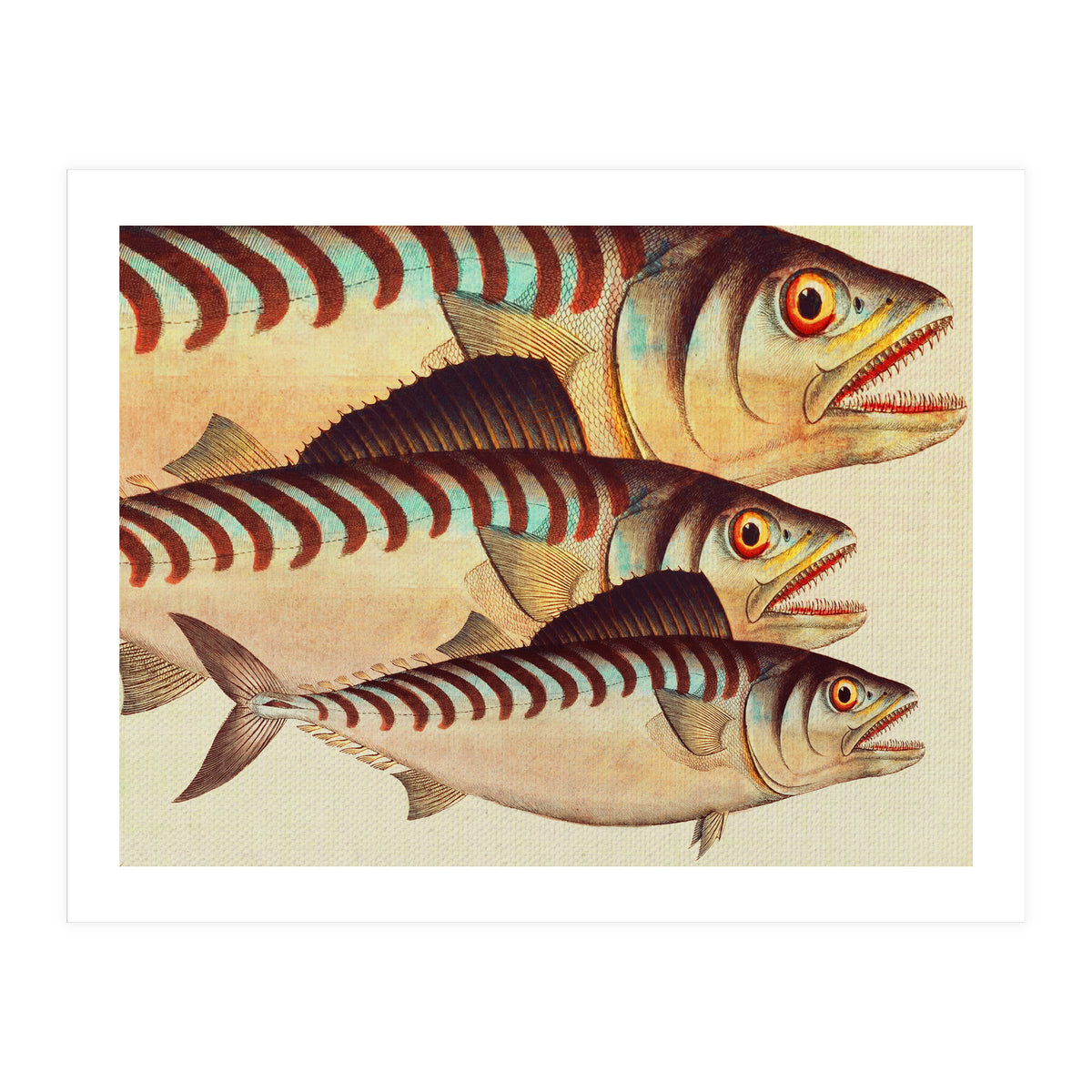 Fish Classic Designs 8 (Print Only)