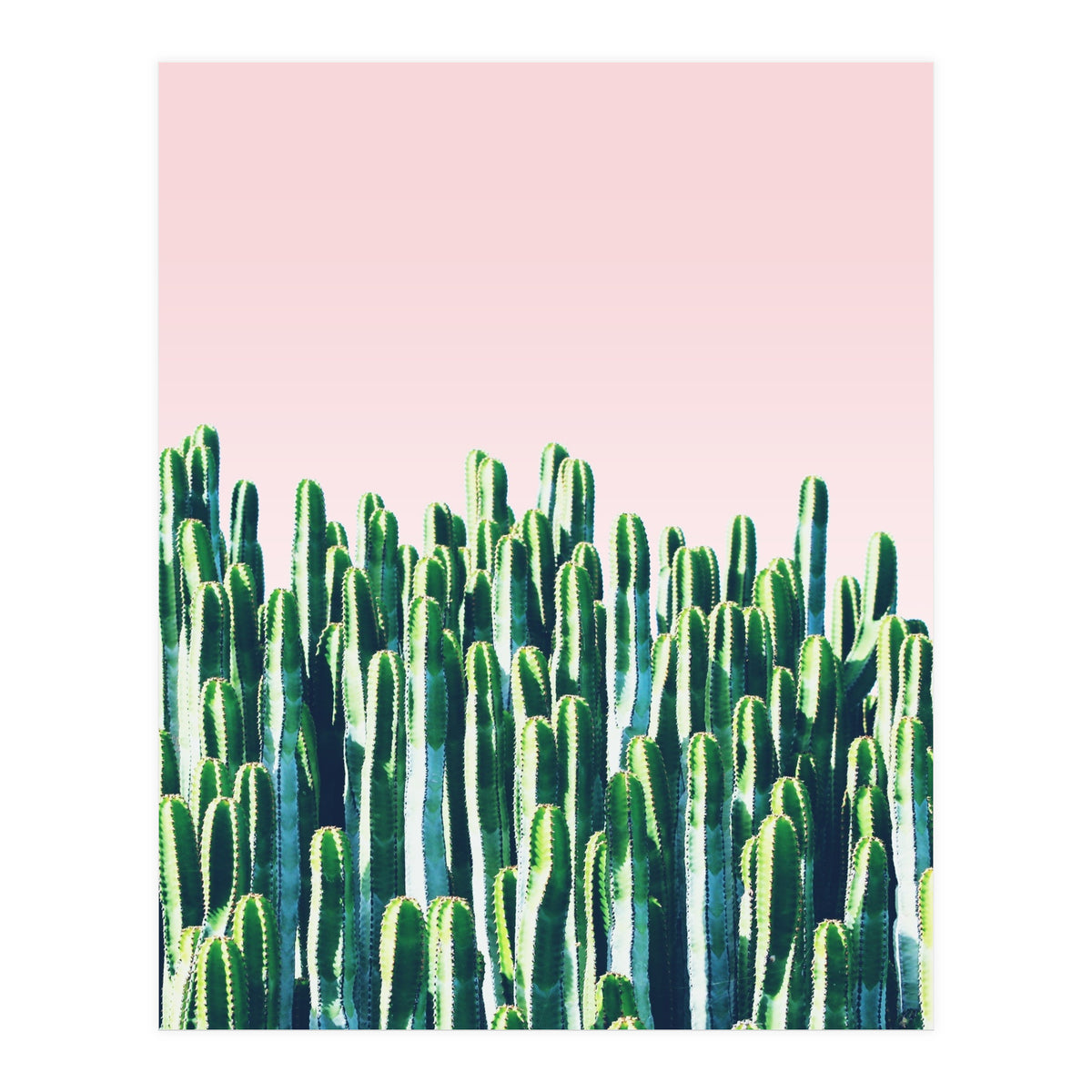 Cactus & Sunset I (Print Only)