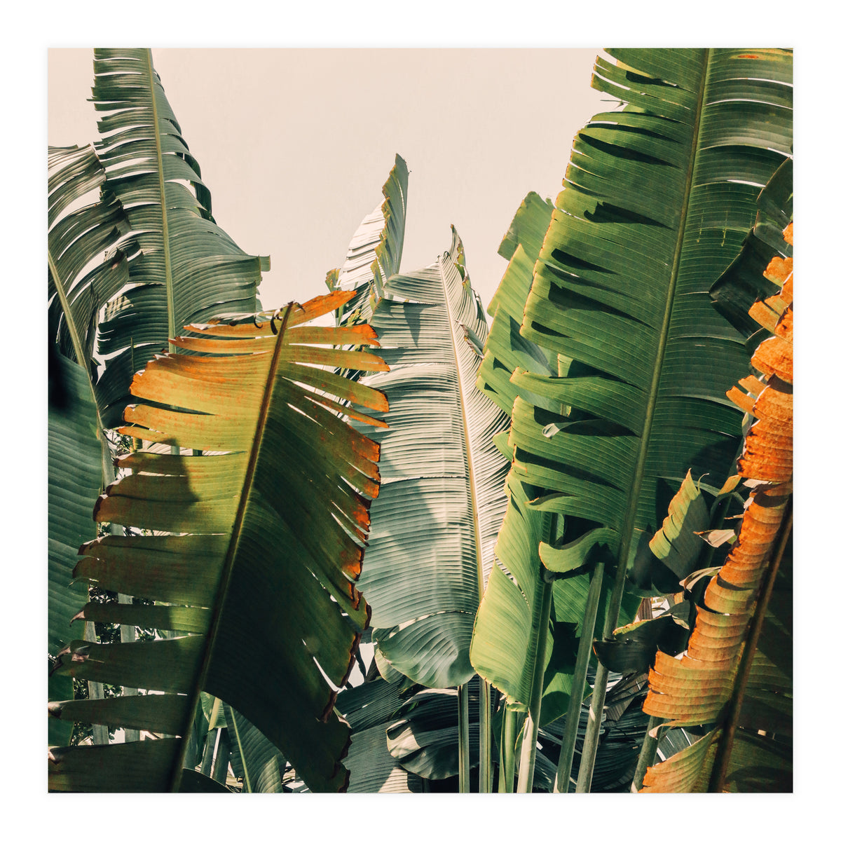 Shades Of Summer (Print Only)