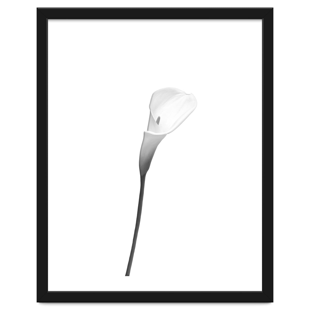 Calla | bright design