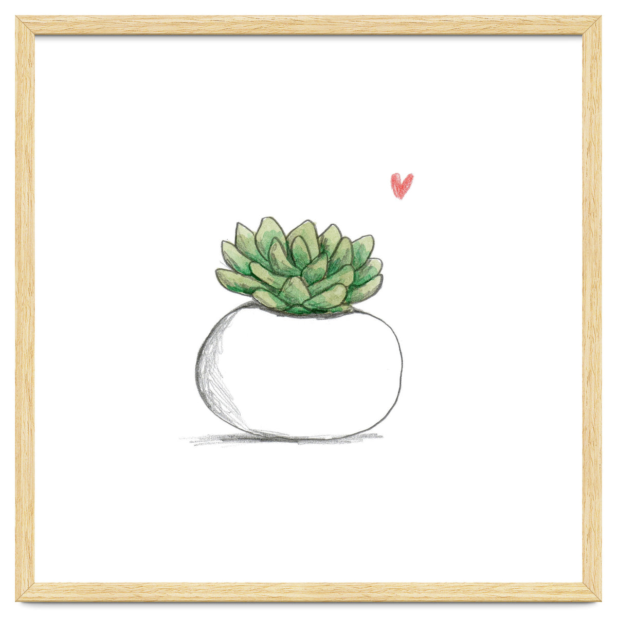 Succulent in Small White Planter