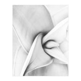 Agave plant (Print Only) thumbnail
