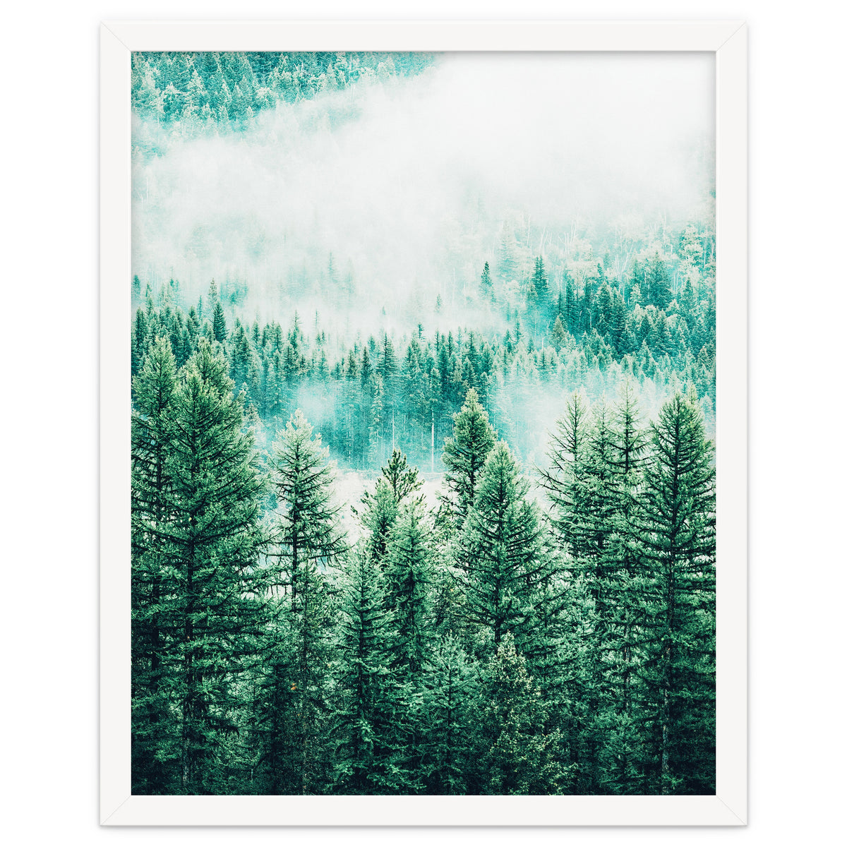 Forest And Fog