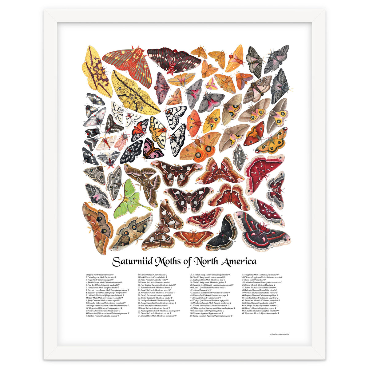 Saturniid Moths of North America