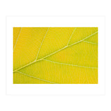 Autumn Leaf (Print Only) thumbnail