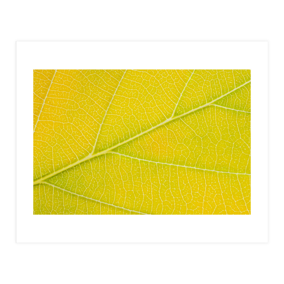 Autumn Leaf (Print Only)