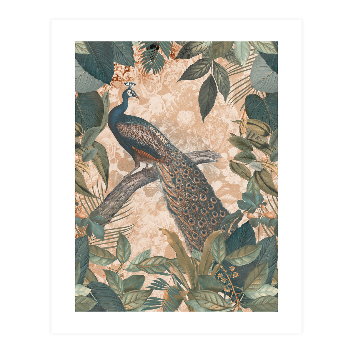 Vintage Peacock (Print Only)