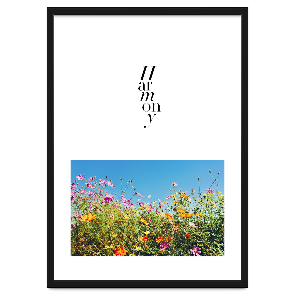 Harmony - cosmos flower - nature photography