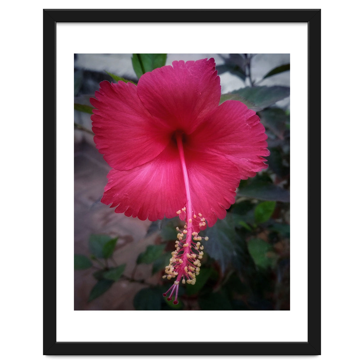 Beautiful Hibiscus Flora
