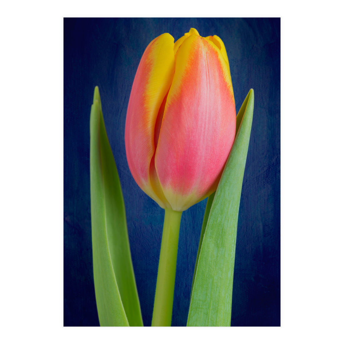 Tulip (Print Only)