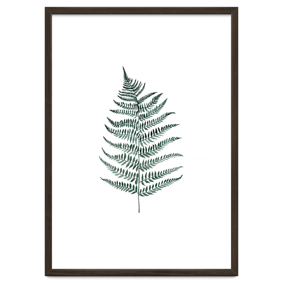 Botanical Illustration Silverfern