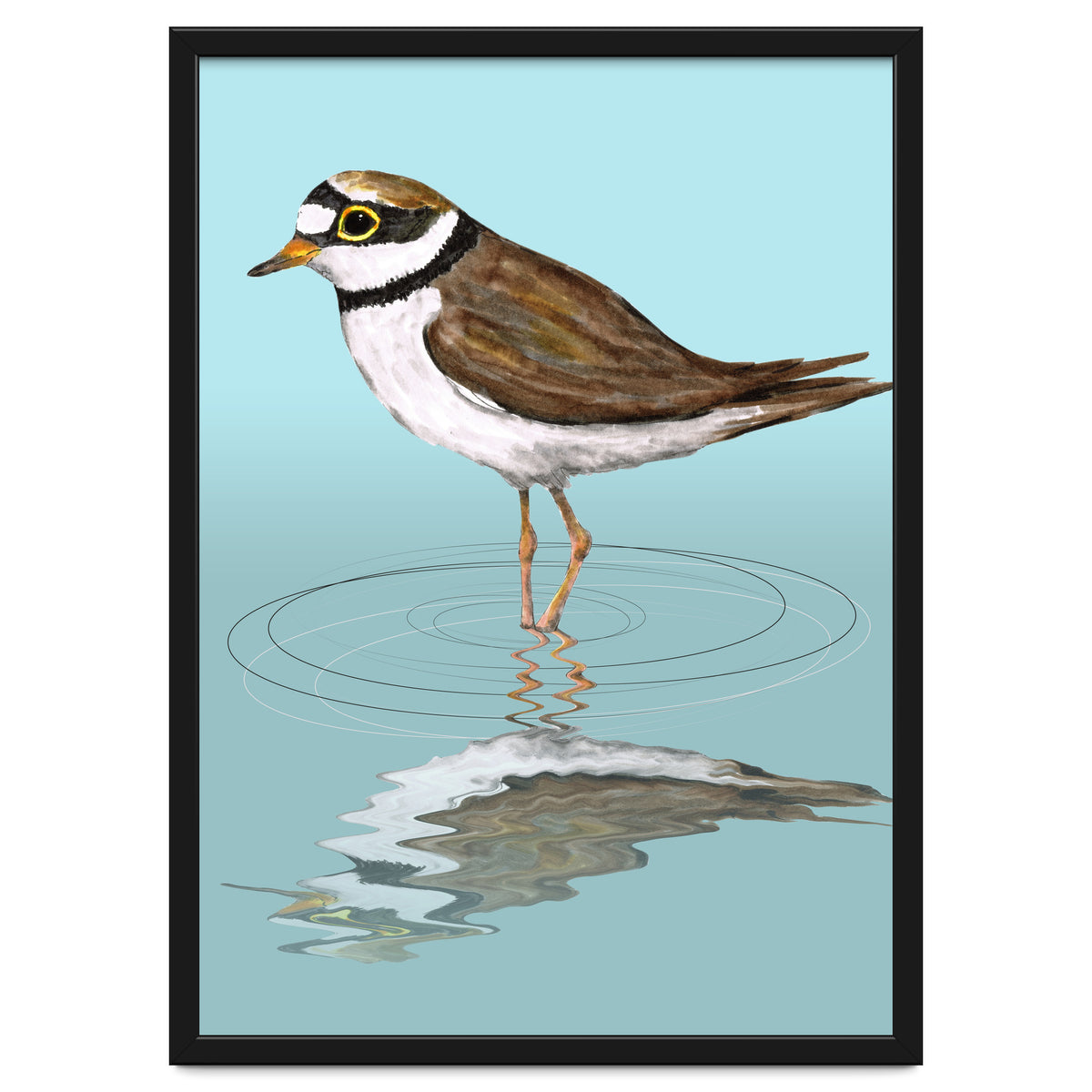 Little ringed  plover