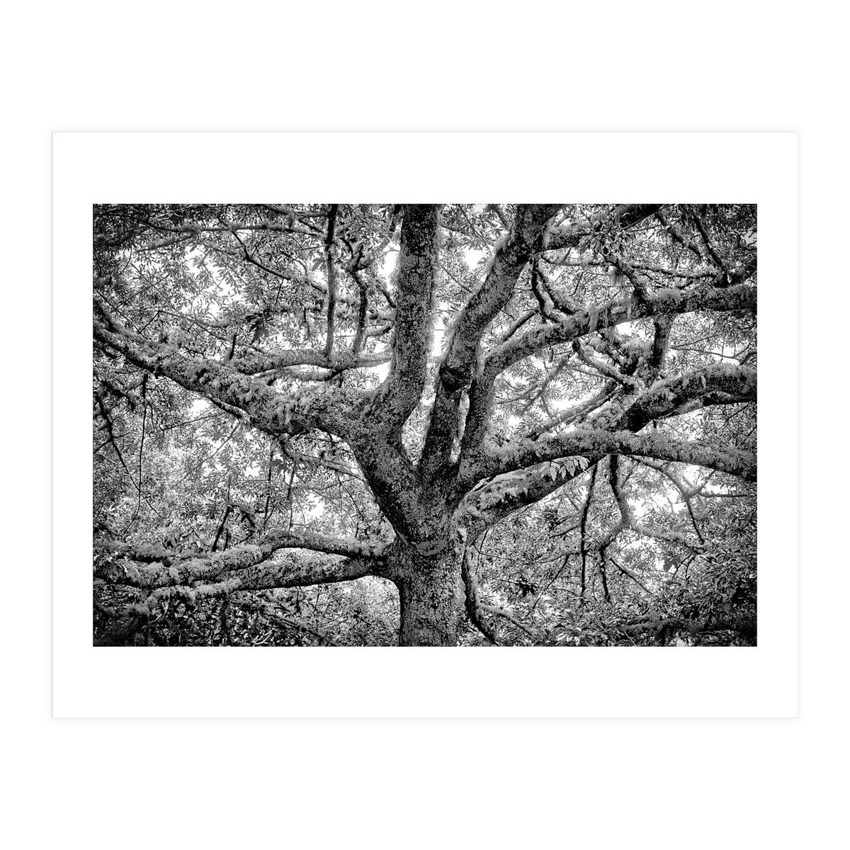 Lichens (Print Only)