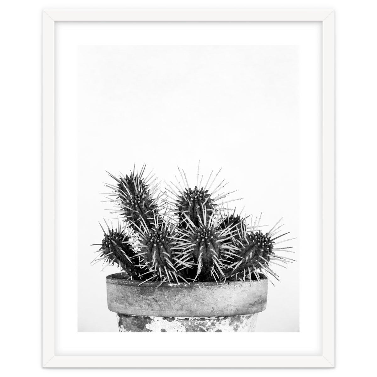 Cactus nature II