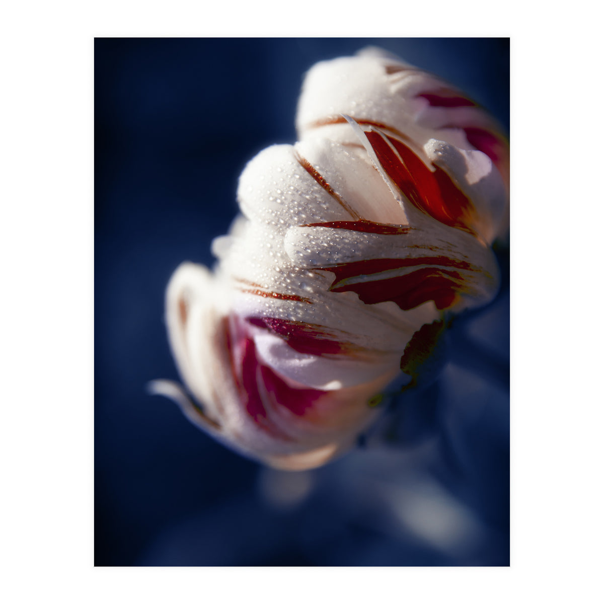 Drops White Flower (Print Only)