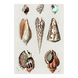 Different types of mollusks illustrated (Print Only) thumbnail