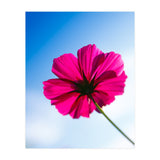 RED FLOWER (Print Only) thumbnail