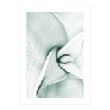 Agave (Print Only) thumbnail