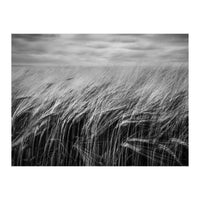 Moody Barley Field (Print Only)