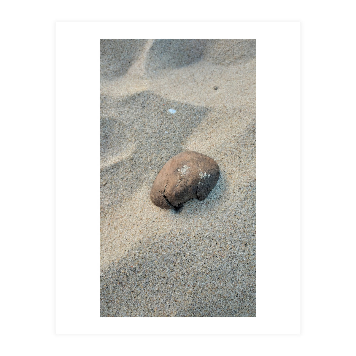 Coastal Shell (Print Only)