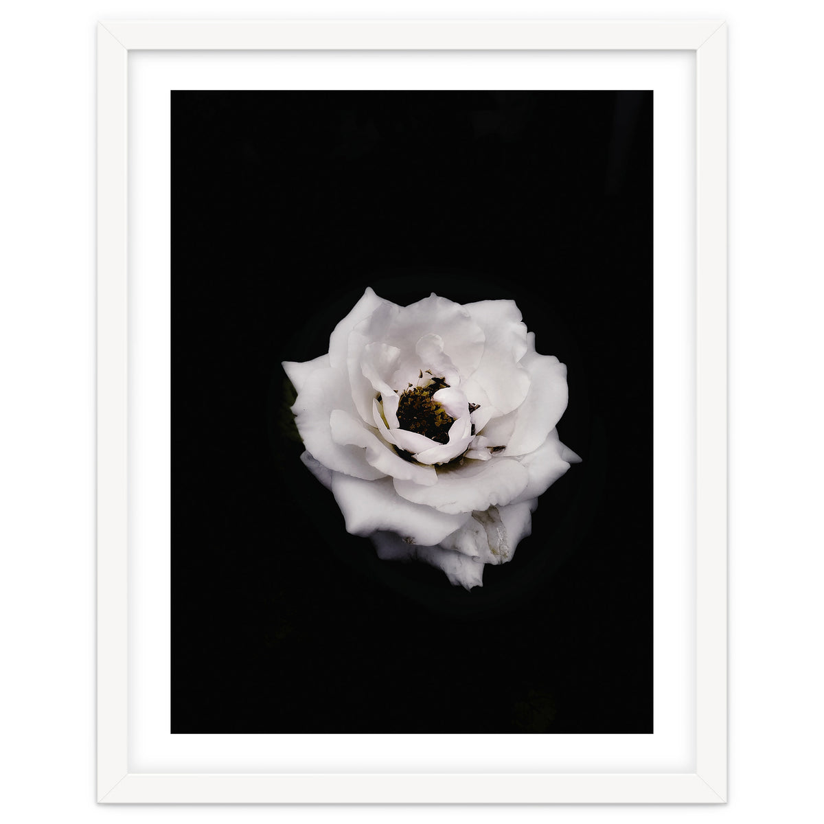 White Rose