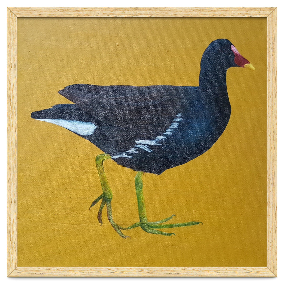 Moorhen
