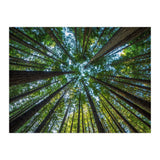 Forest (Print Only) thumbnail