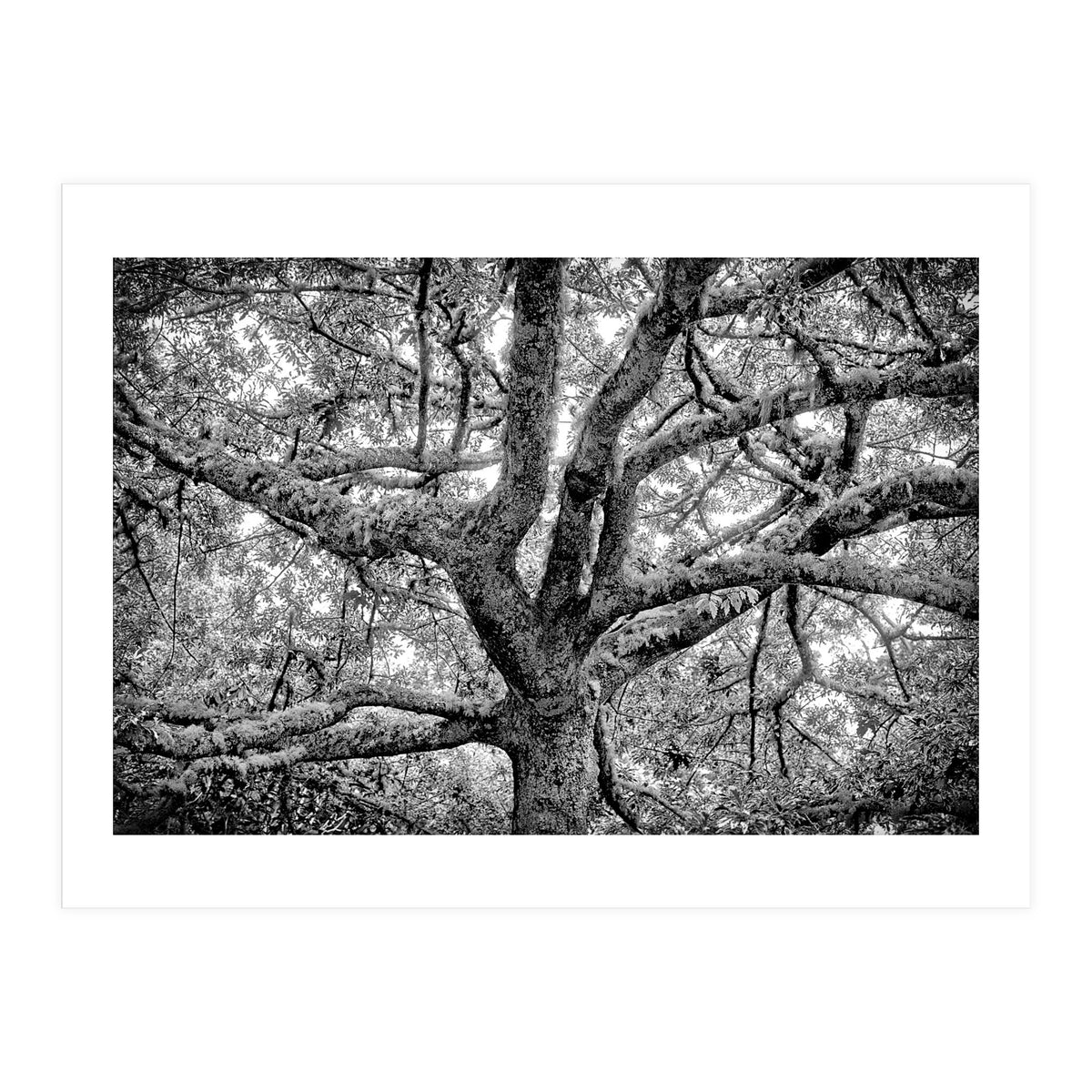 Lichens (Print Only)