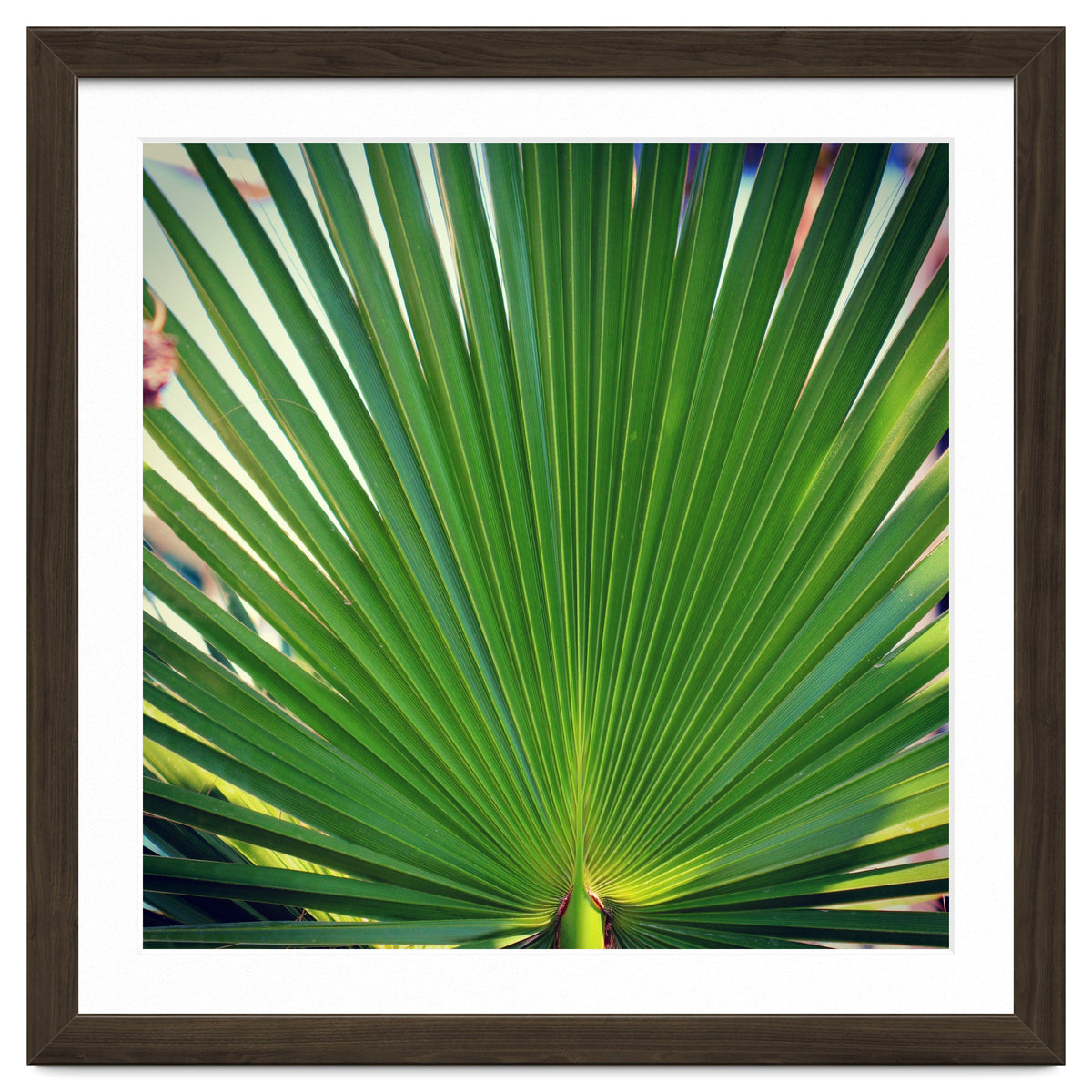 palm leaf