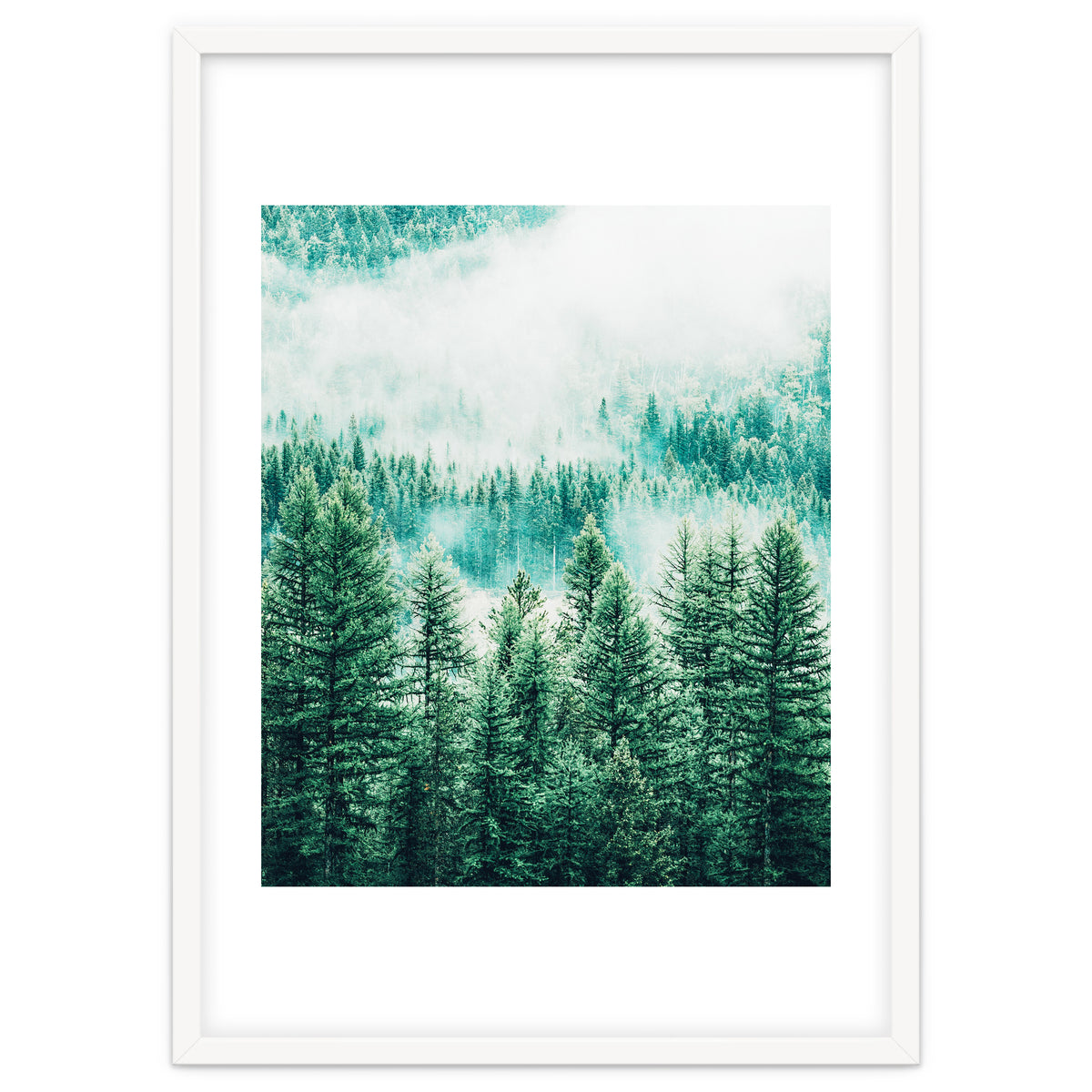 Forest And Fog