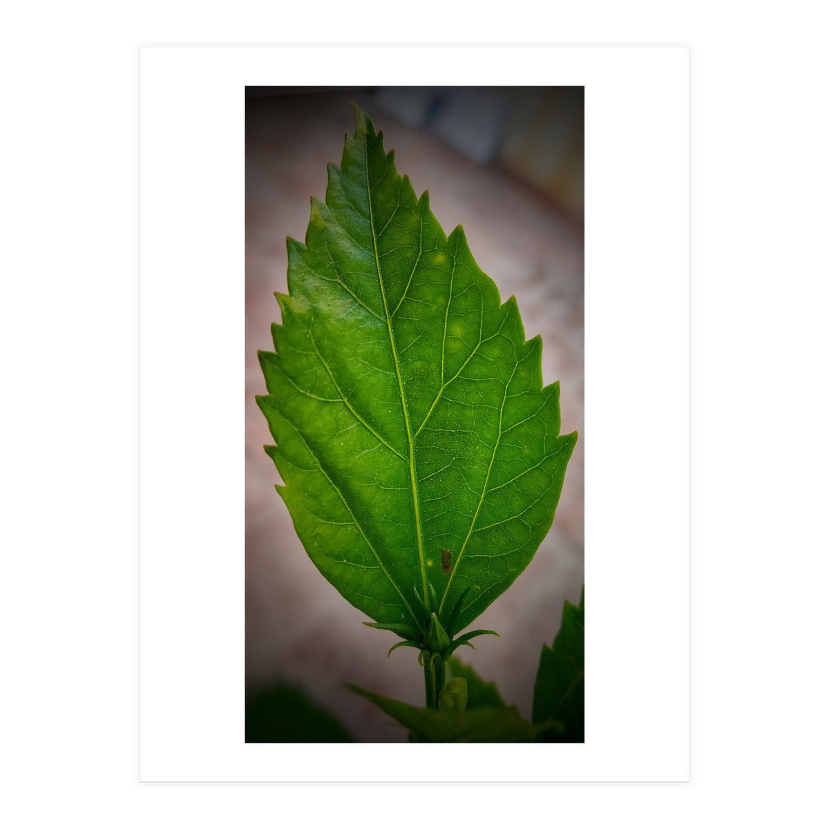 Hibiscus Plant Petal (Print Only)