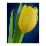Tulip (Print Only) thumbnail