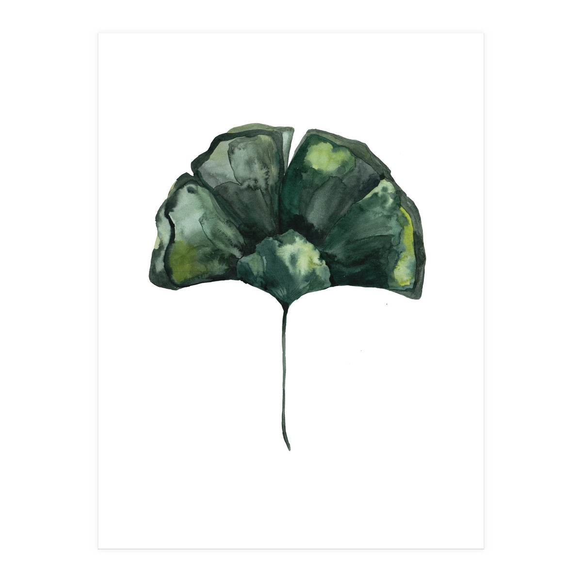 Botanical Illustration Ginko (Print Only)