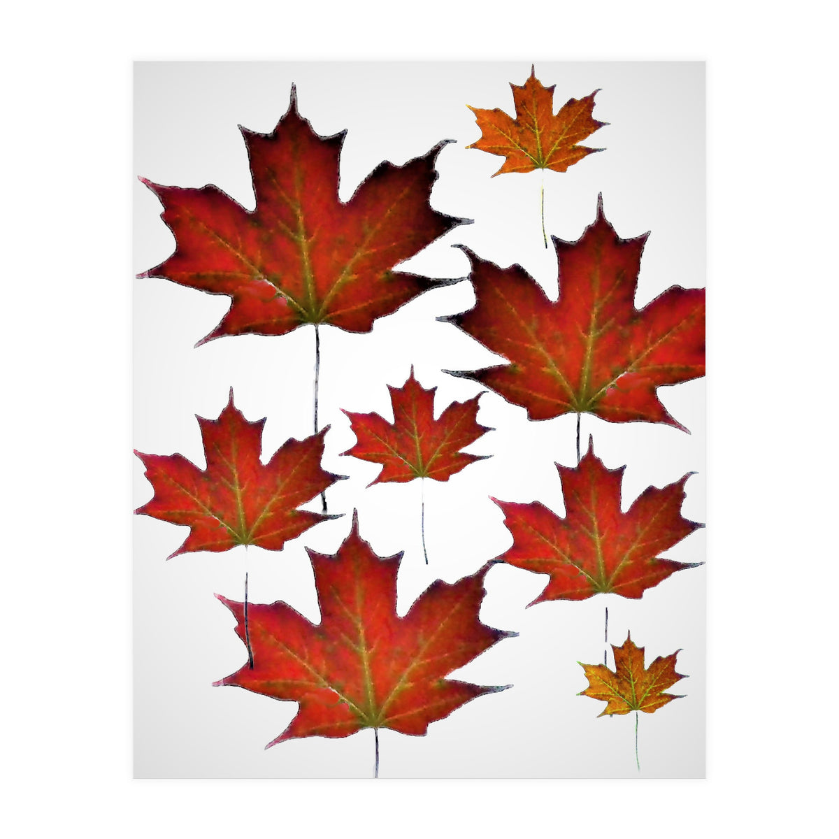 Autumn  leaves (Print Only)