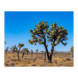 Joshua Trees (Print Only) thumbnail