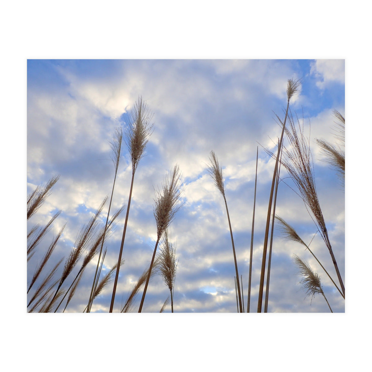 Autumn Grass (Print Only)