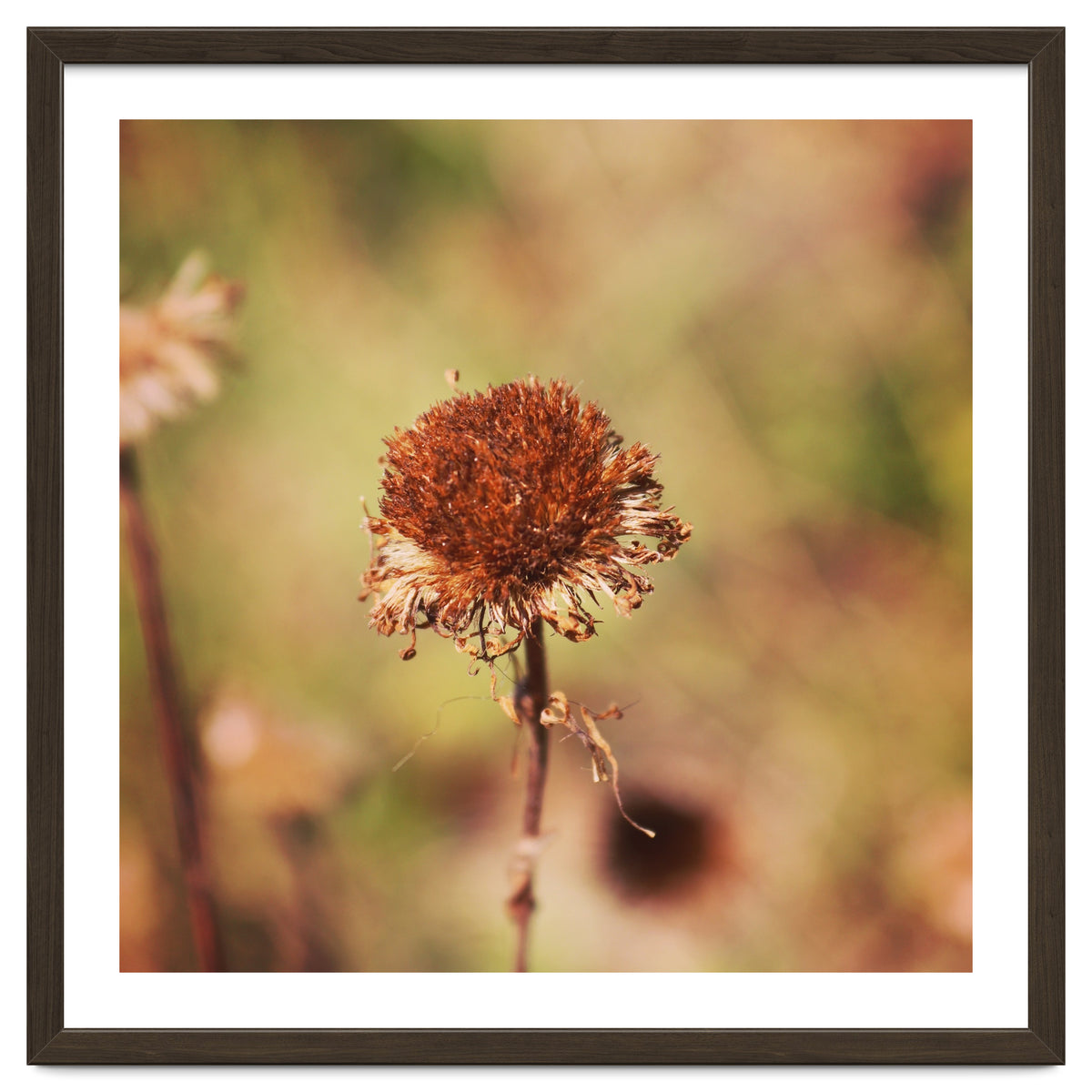 dried daisy
