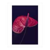 Dark Ruby (Print Only) thumbnail