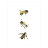 The 3 Bee's (Print Only) thumbnail