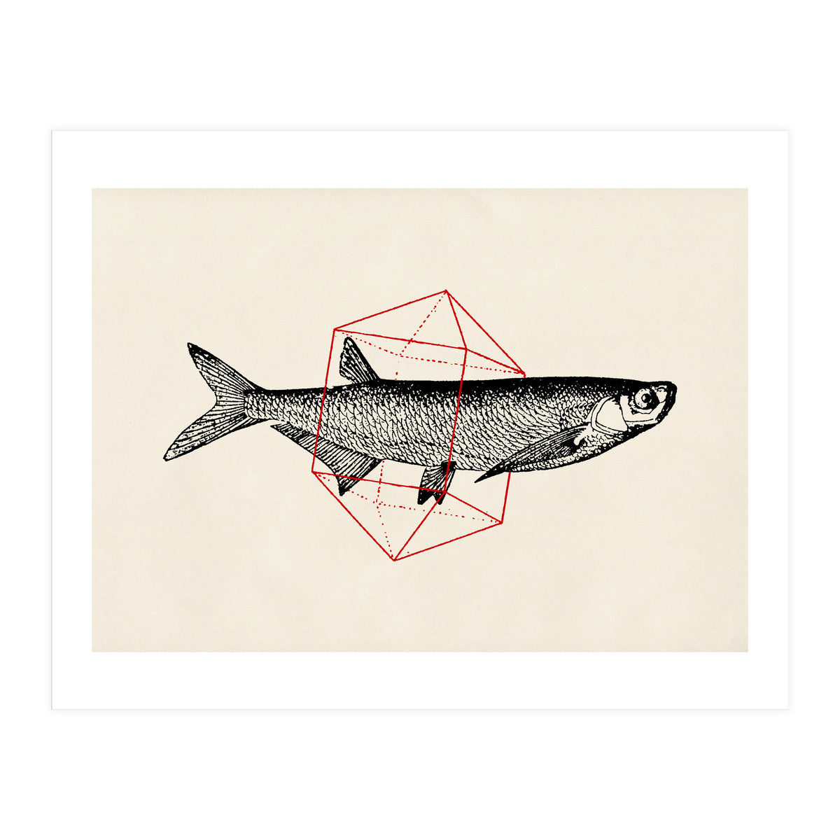 Fish In Geometrics II (Print Only)