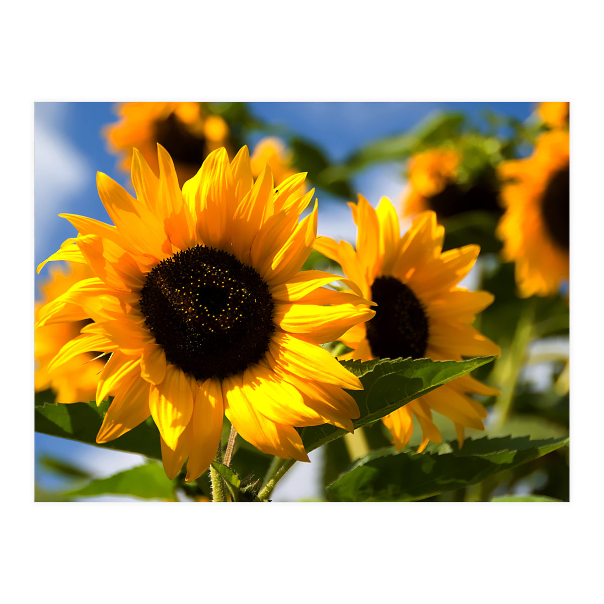 Sunflowers (Print Only)