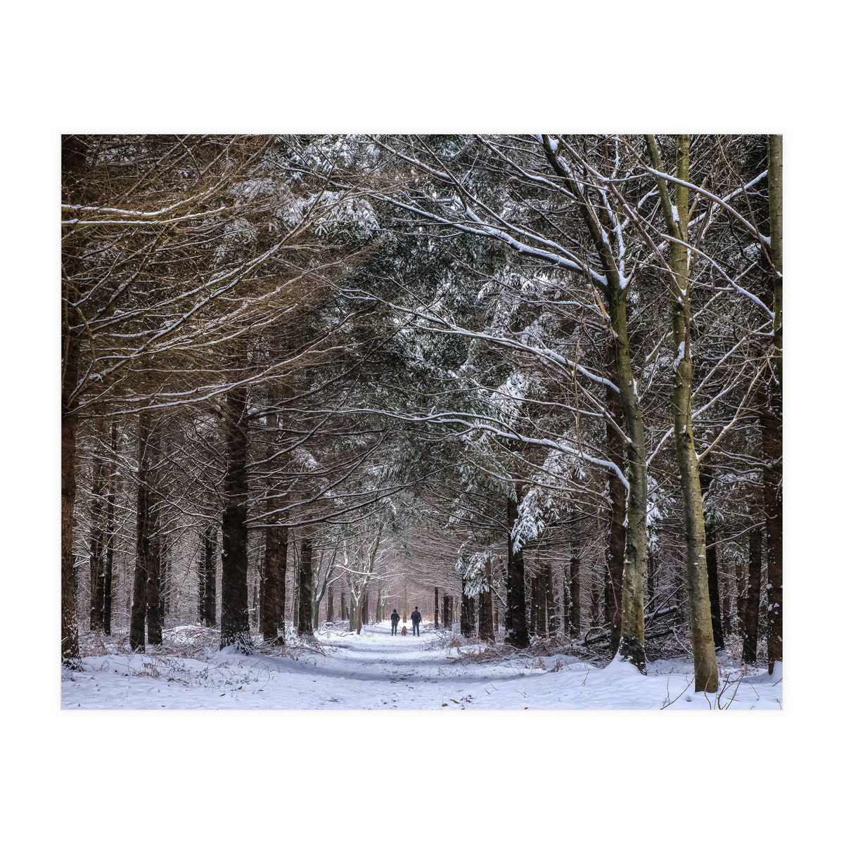 Dog Walkers in the Snow.  Heath Warren - Hampshire (Print Only)