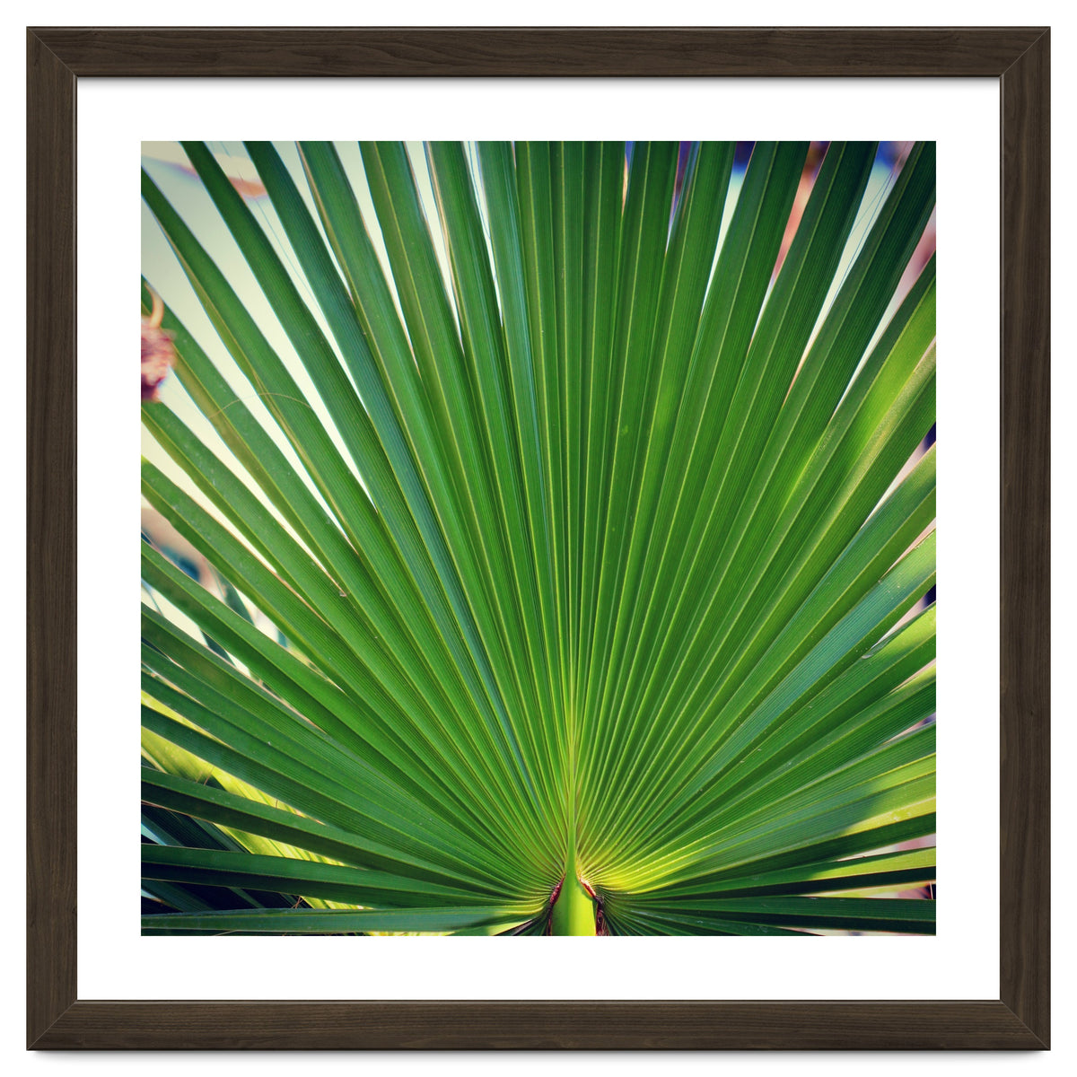 palm leaf