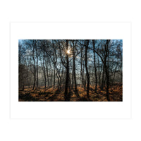 A Special Morning in Heath Warren Woods - Hampshire (Print Only)