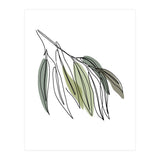 Willow (Print Only) thumbnail