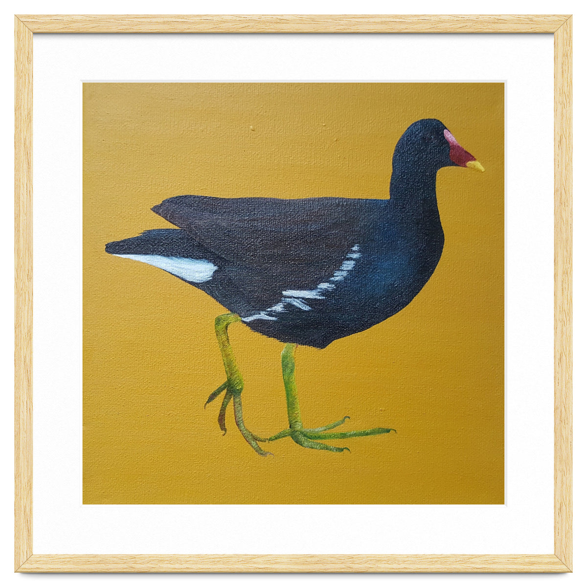 Moorhen