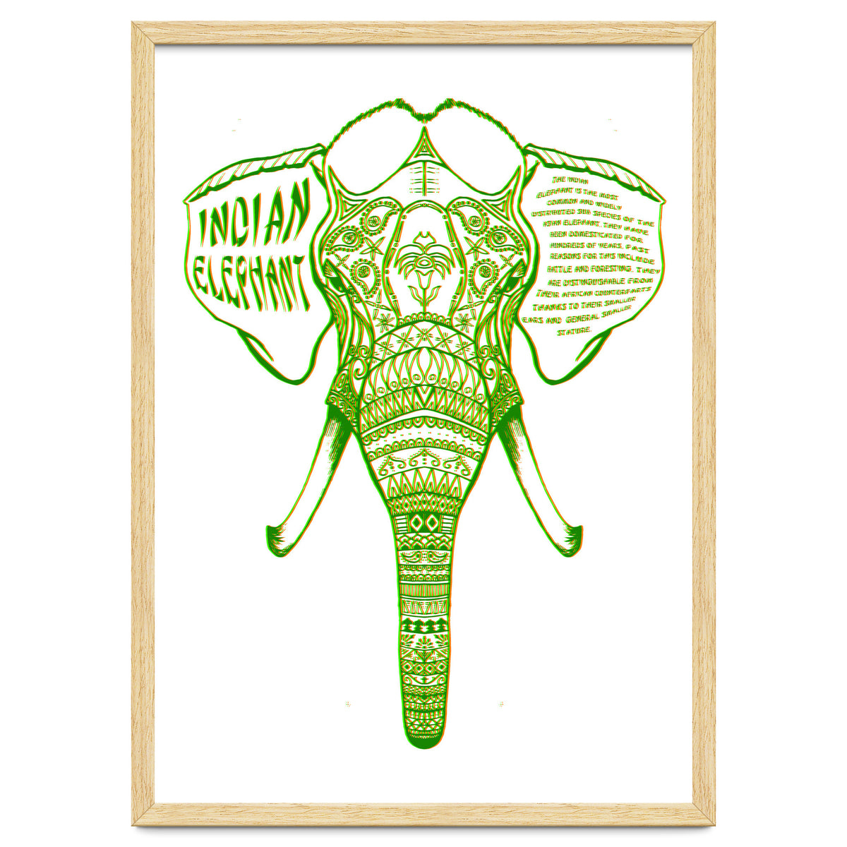 Indian Elephant