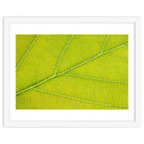Autumn Leaf thumbnail